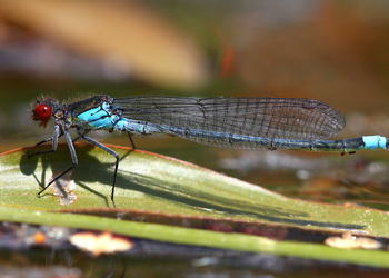 Großes Granatauge (Erythromma najas) - © Gernot Kunz